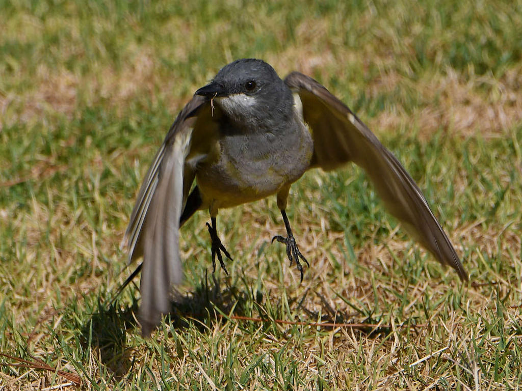 Kingbird4.jpg