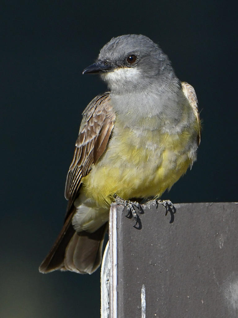 Kingbird4.jpg