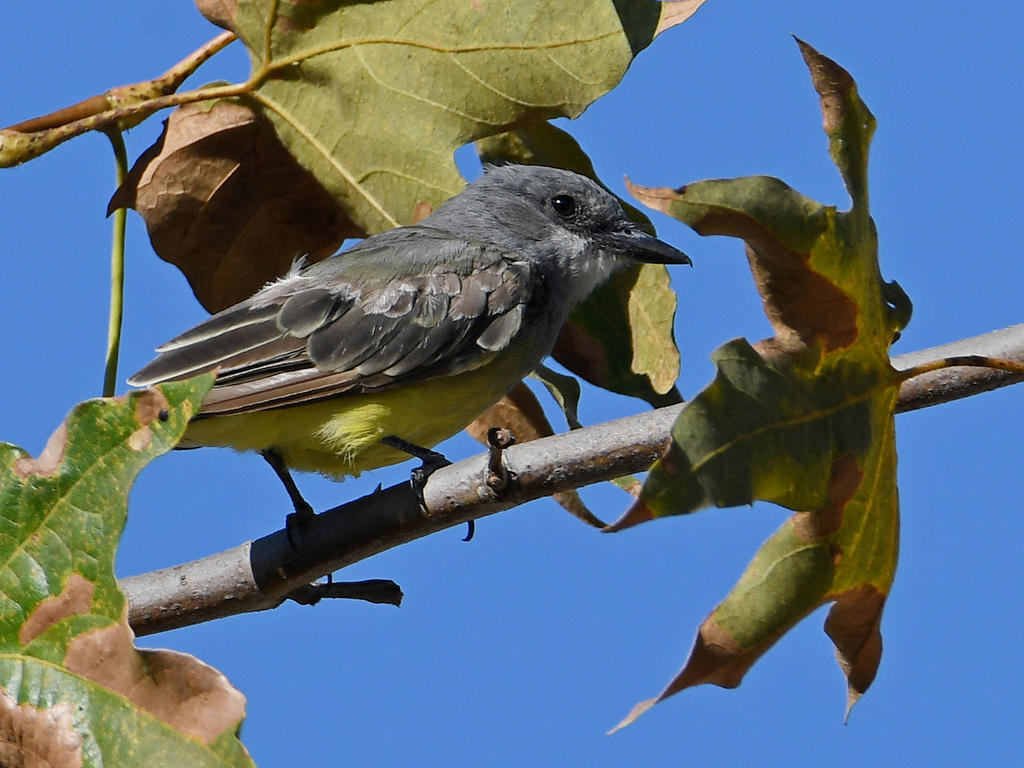Kingbird4.jpg