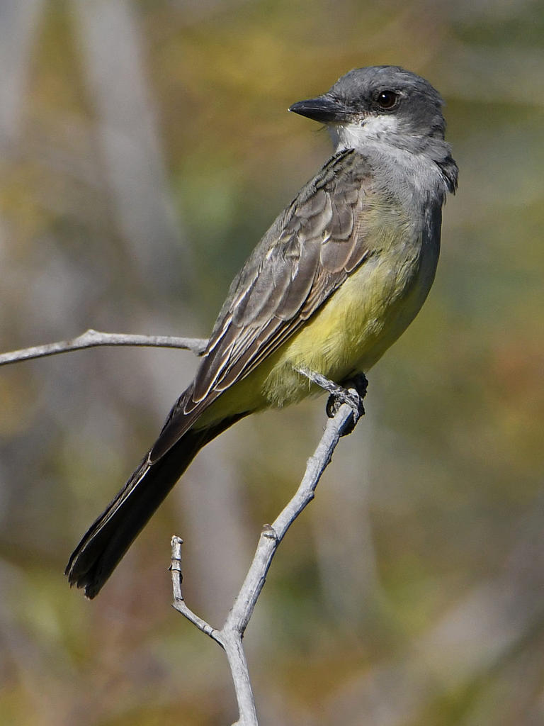 Kingbird4.jpg