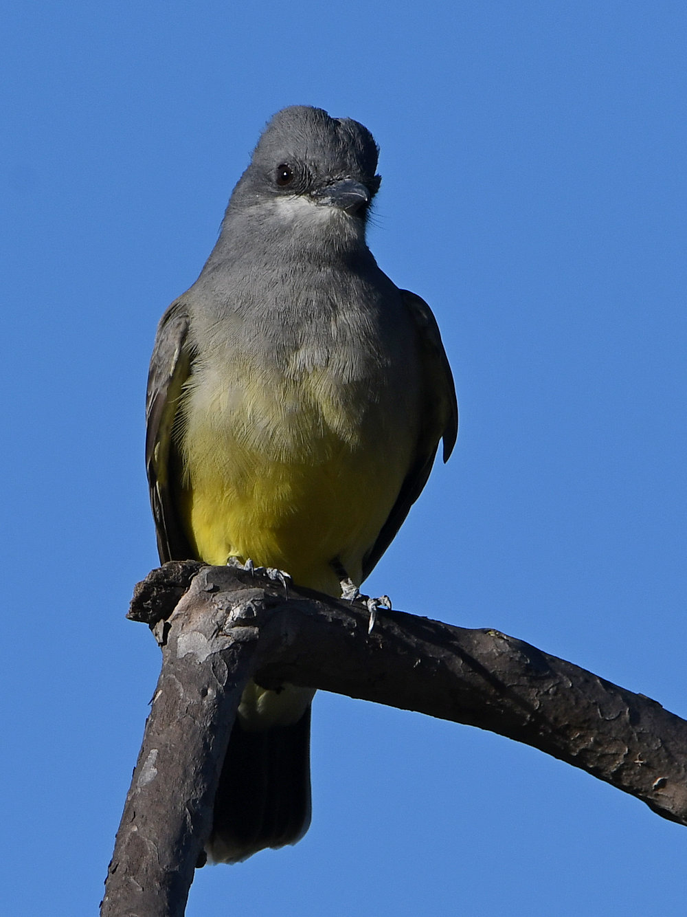 Kingbird4.jpg