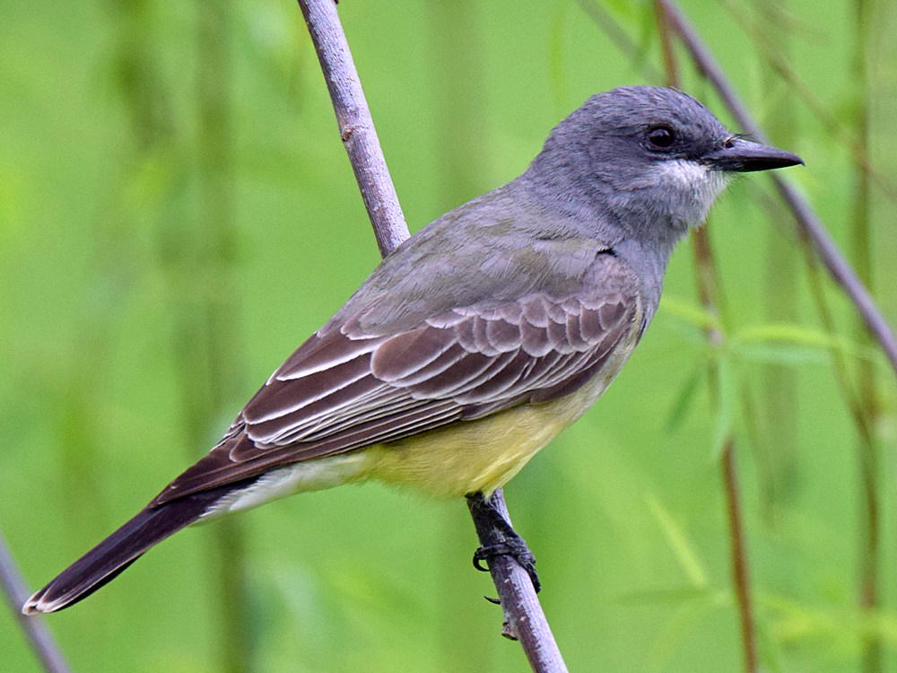 Kingbird5.jpg