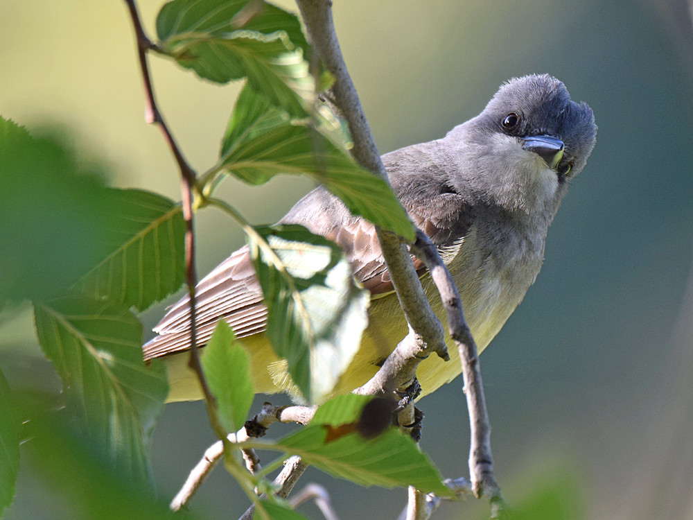 Kingbird5.jpg