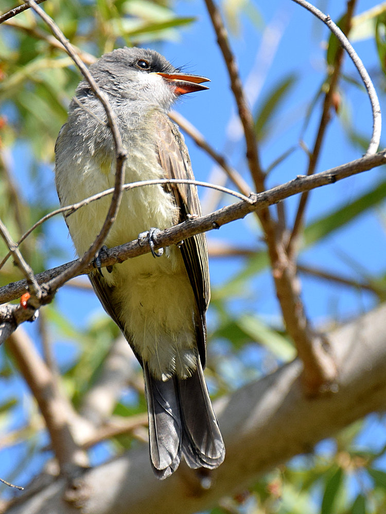 Kingbird5.jpg