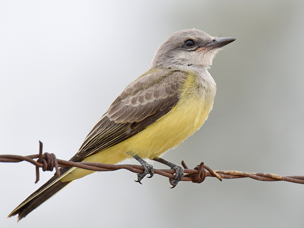 Kingbird5.jpg