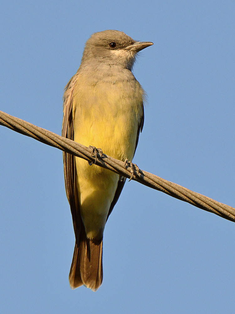 KIngbird5.jpg