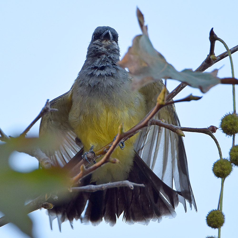 Kingbird5.jpg