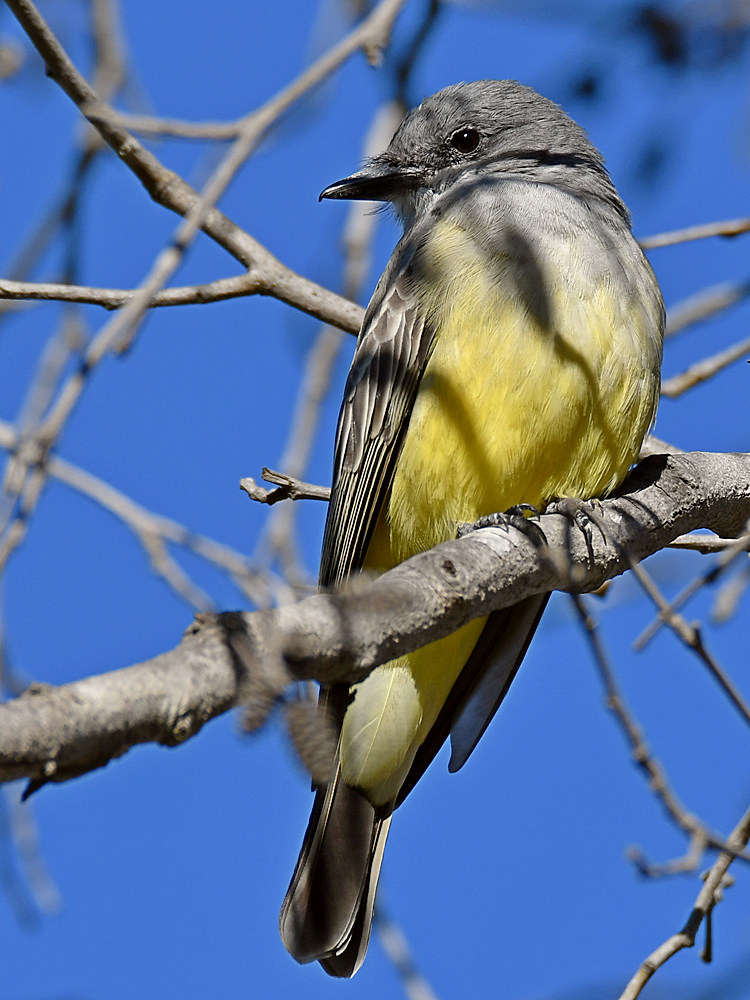 Kingbird5.jpg