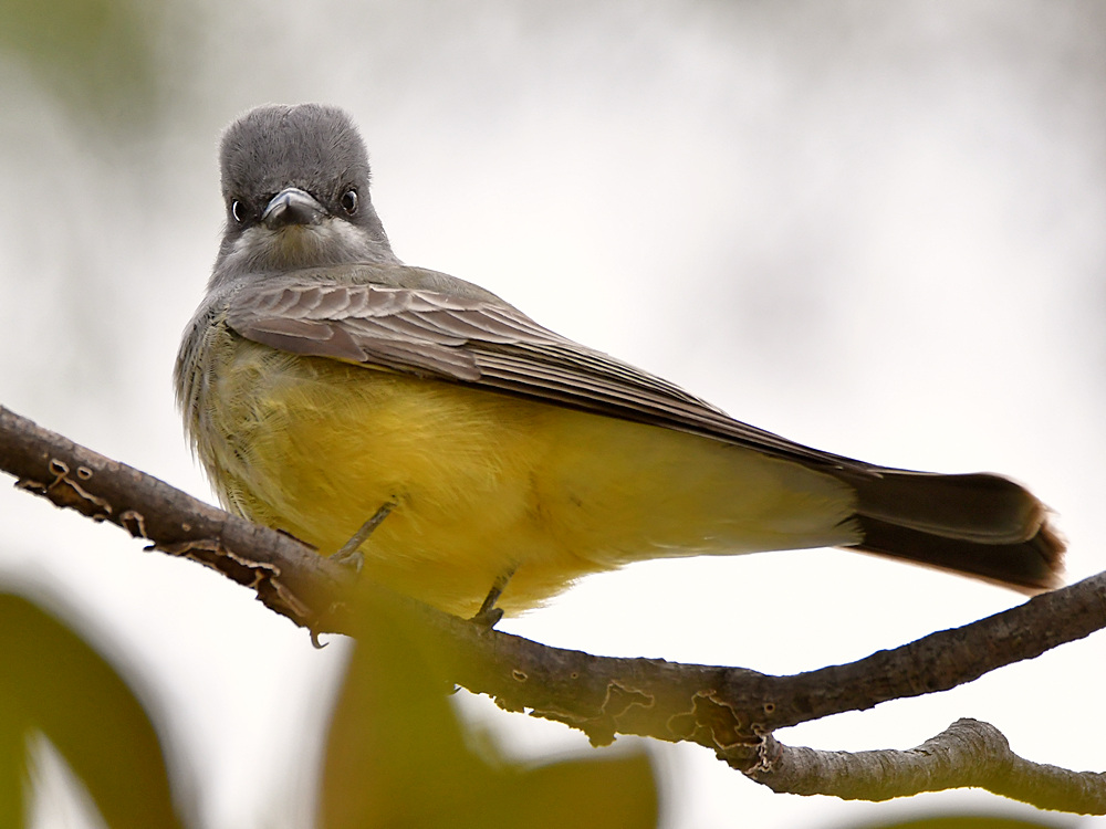 Kingbird5.jpg
