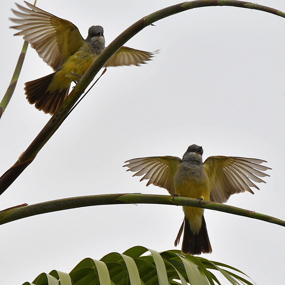Kingbird5.jpg