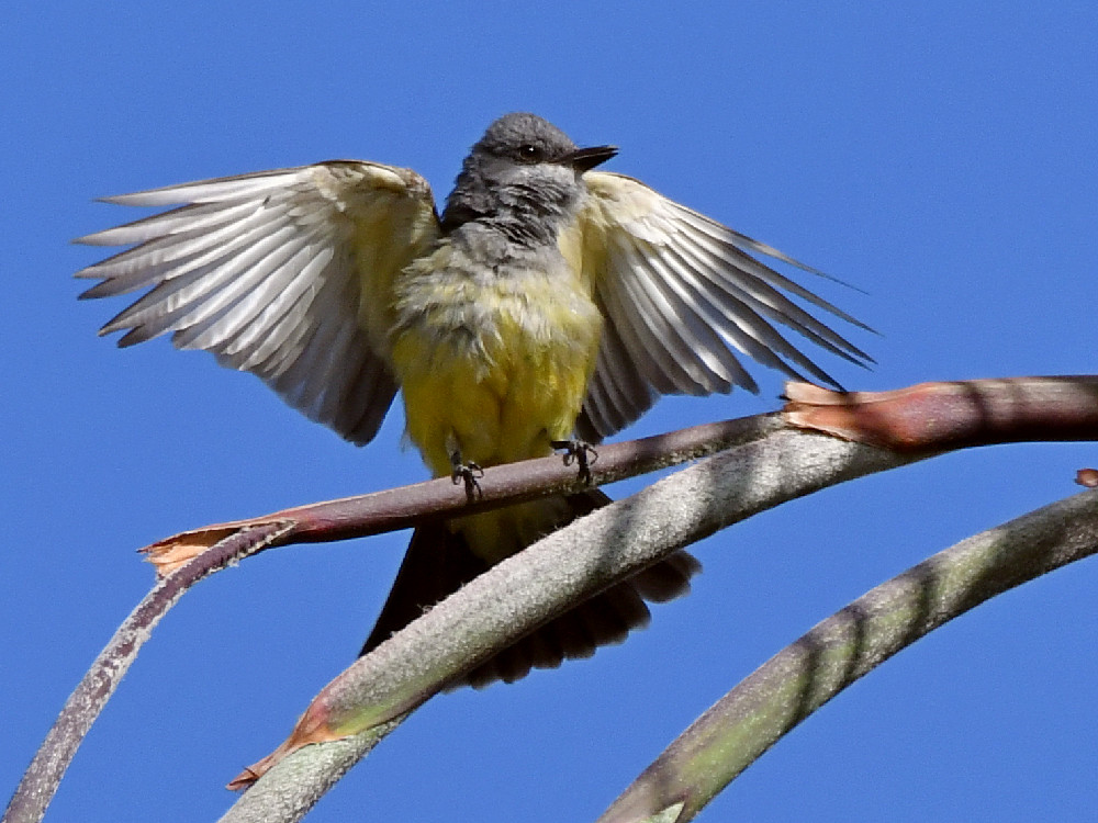 Kingbird5.jpg