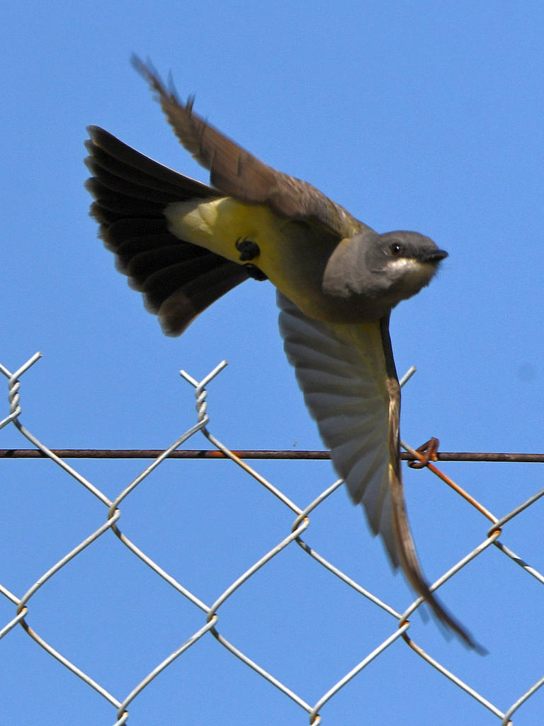 Kingbird5.jpg