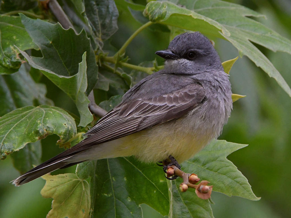 Kingbird5.jpg