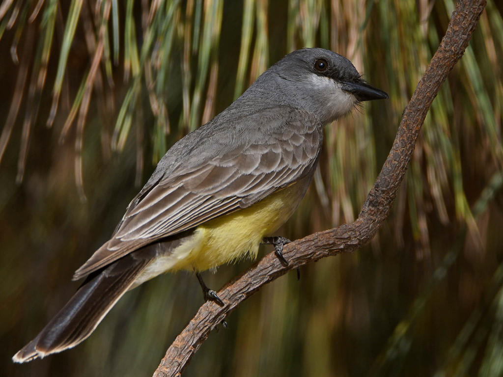 Kingbird5.jpg