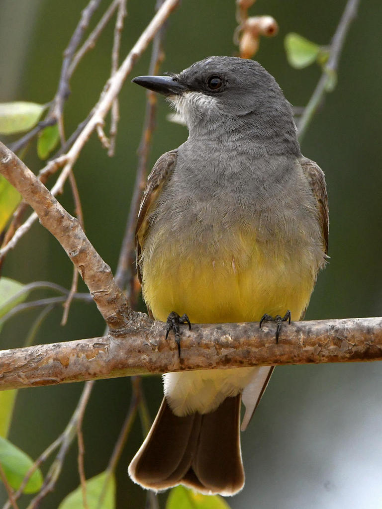 Kingbird5.jpg