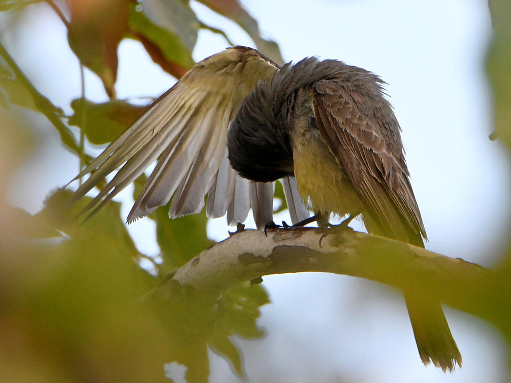 Kingbird5.jpg