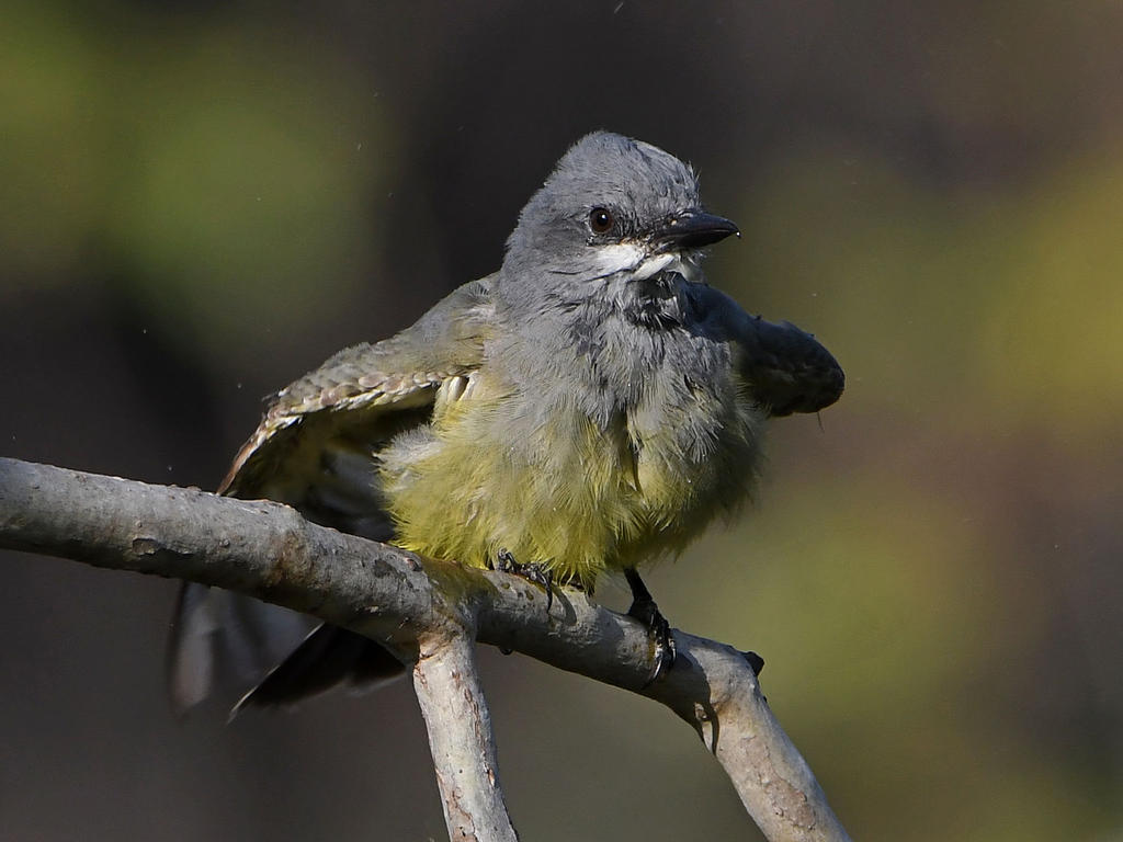 Kingbird5.jpg