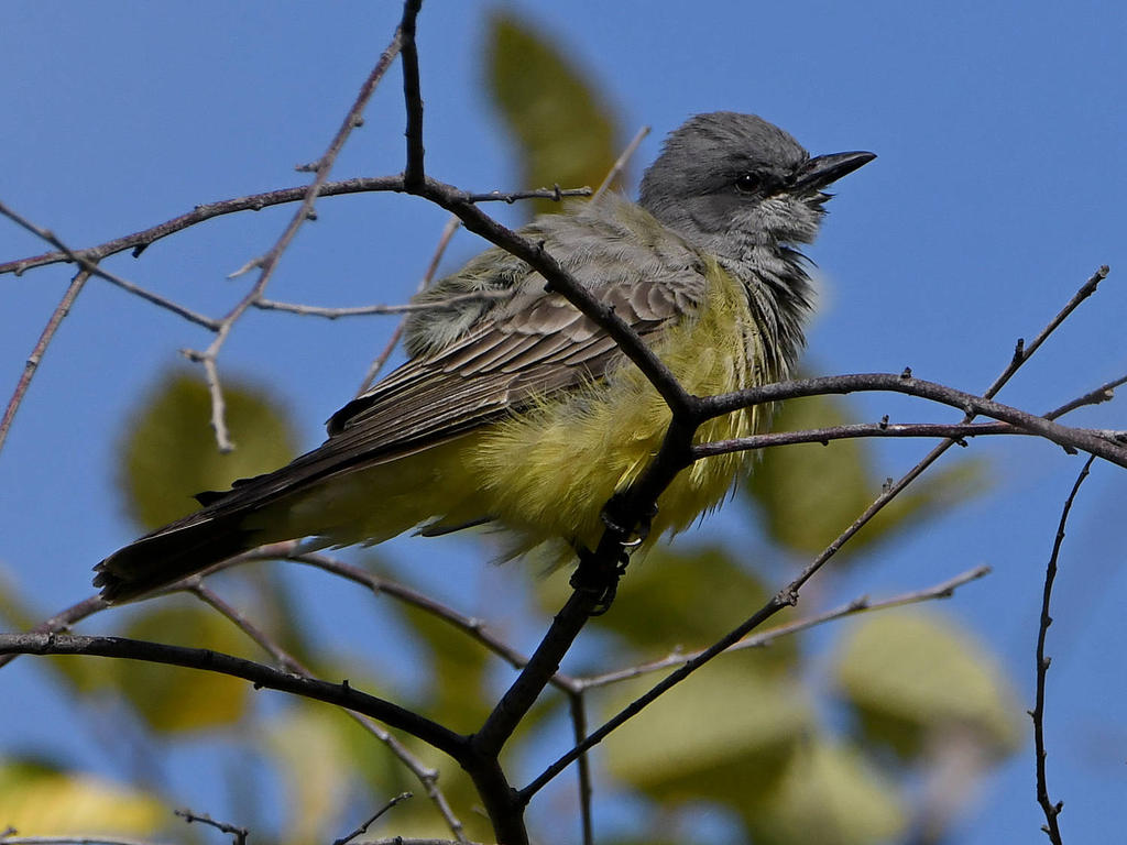 Kingbird5.jpg