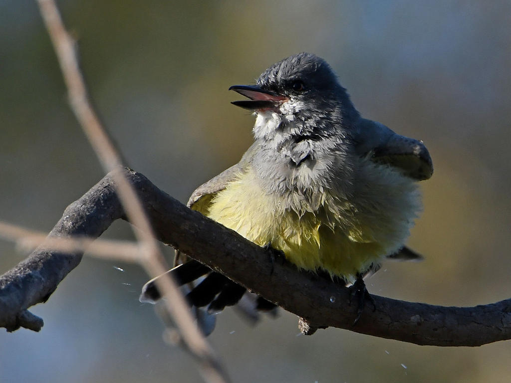 Kingbird5.jpg