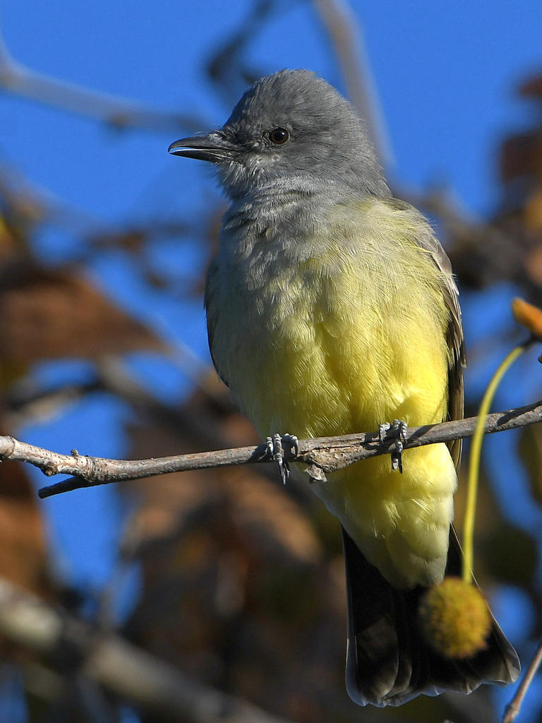 Kingbird5.jpg
