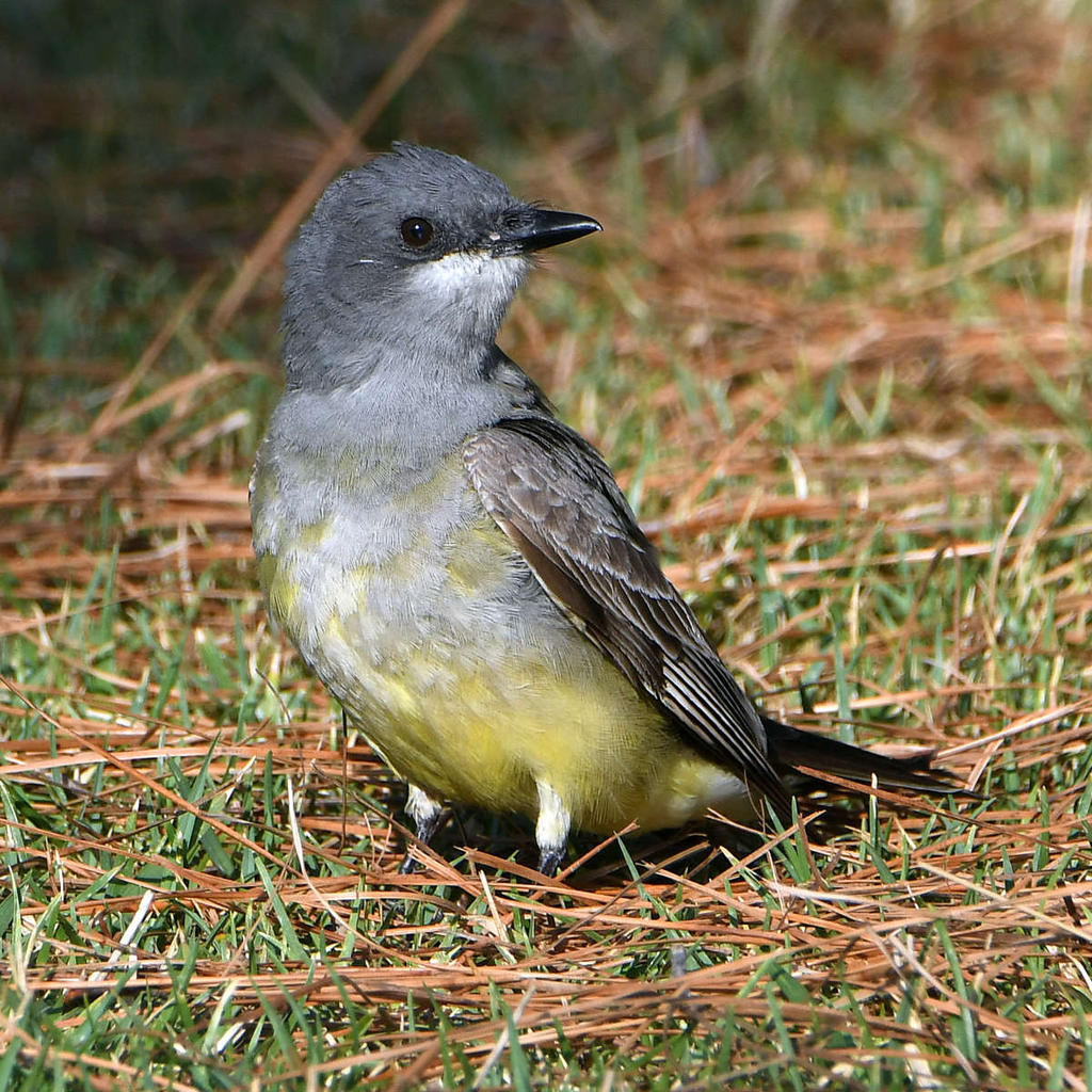 Kingbird5.jpg