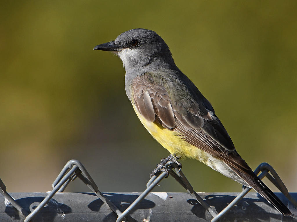 Kingbird5.jpg