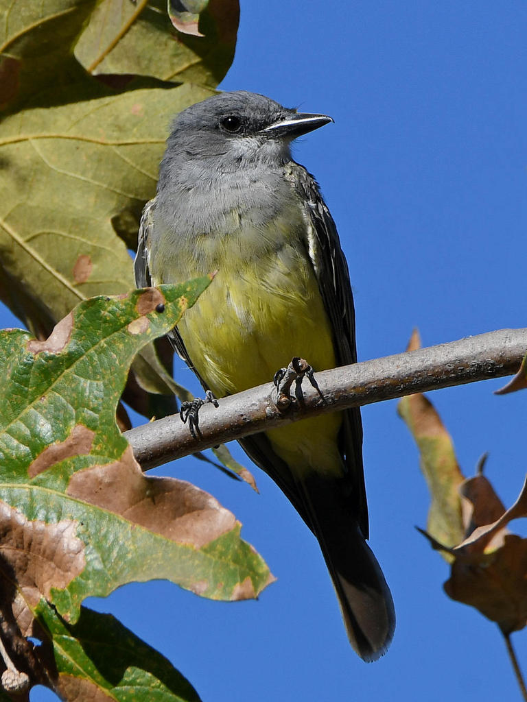 Kingbird5.jpg