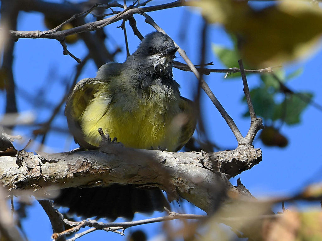 Kingbird5.jpg