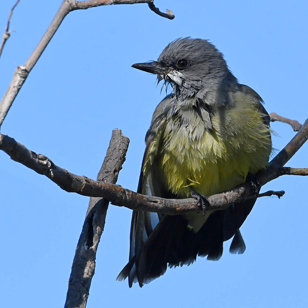 Kingbird5.jpg