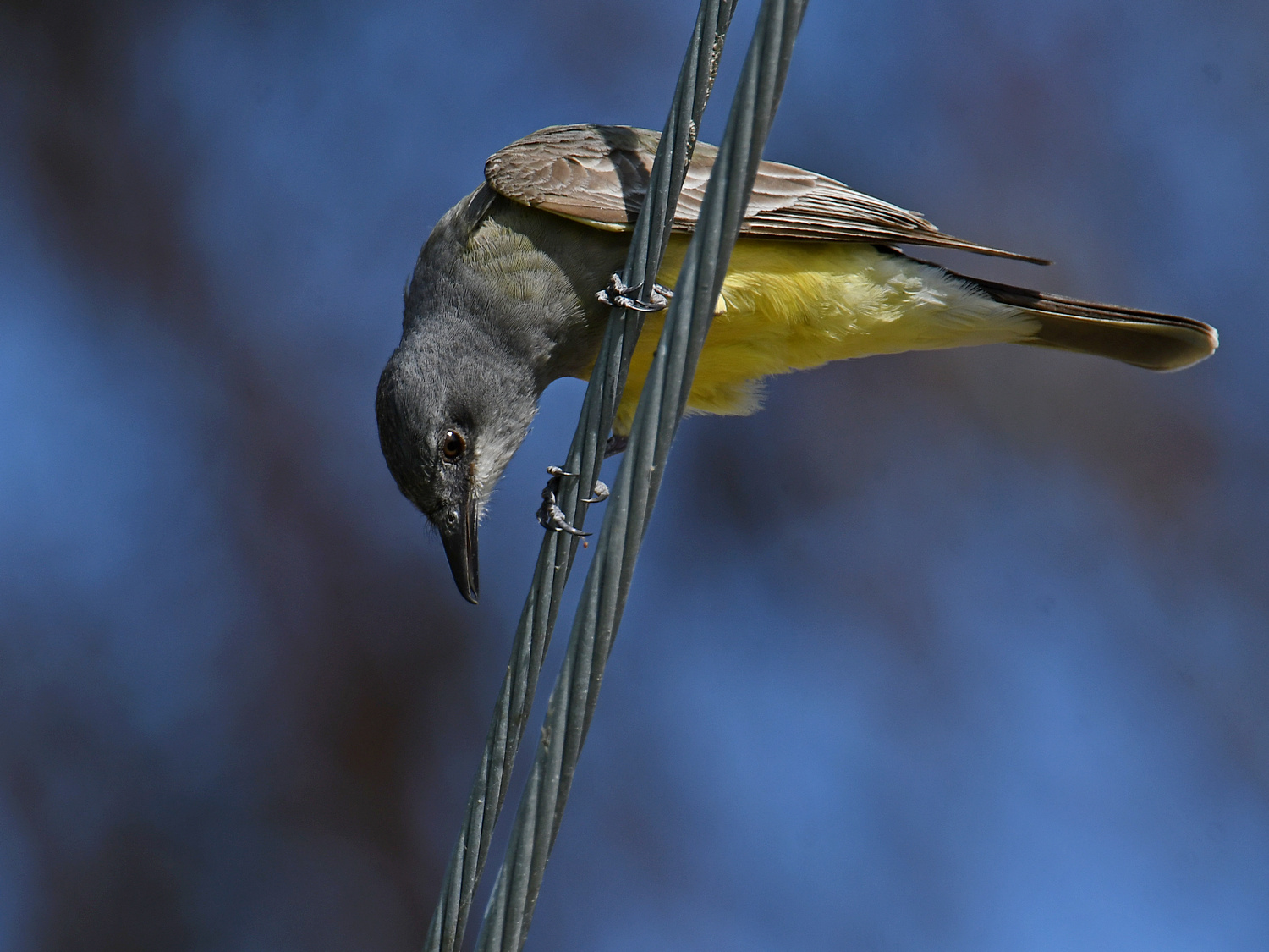 Kingbird5.jpg