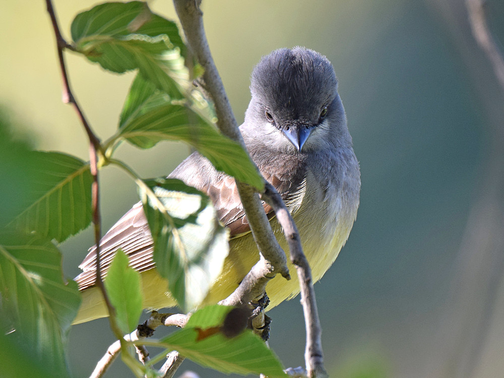 Kingbird6.jpg