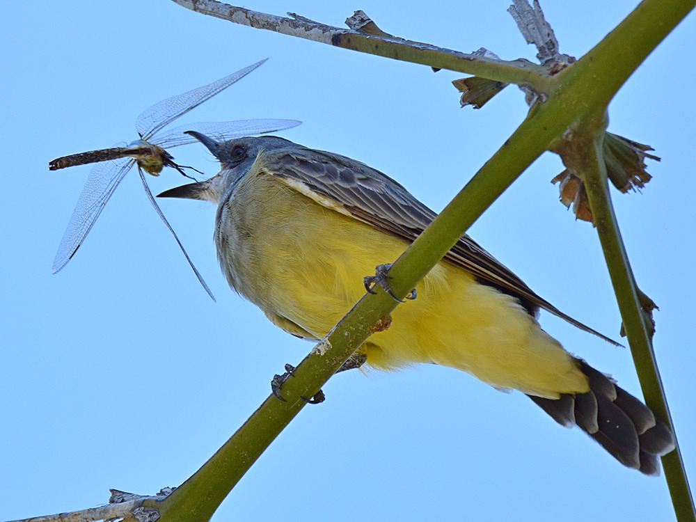 Kingbird6.jpg