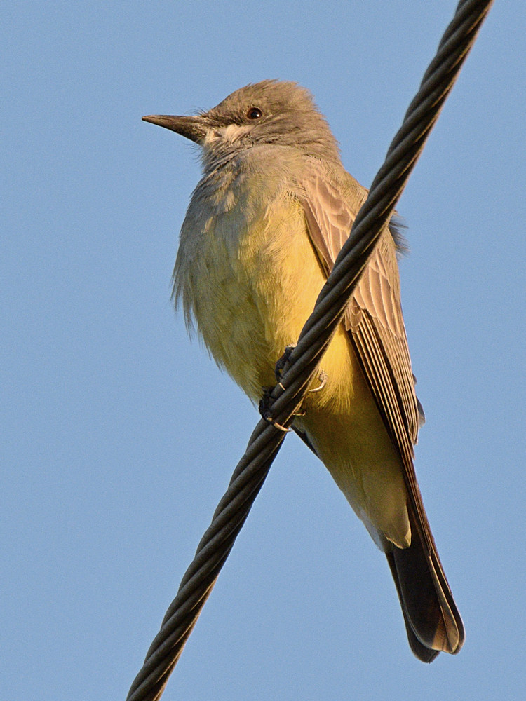Kingbird6.jpg