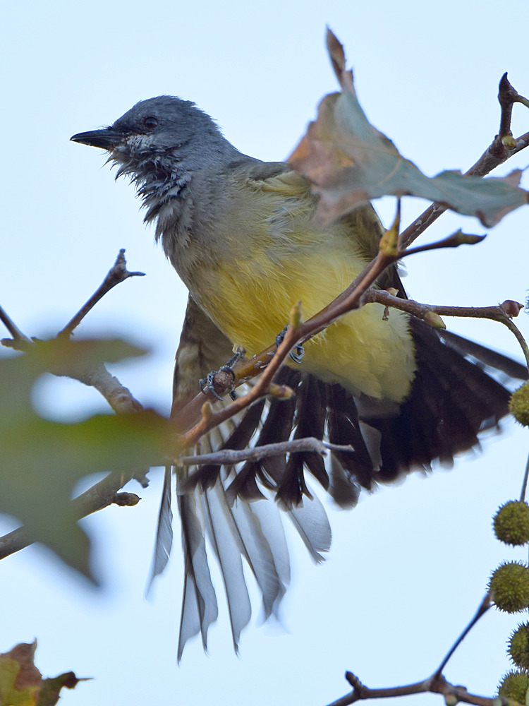 Kingbird6.jpg