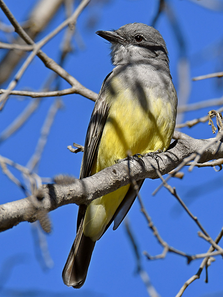 Kingbird6.jpg