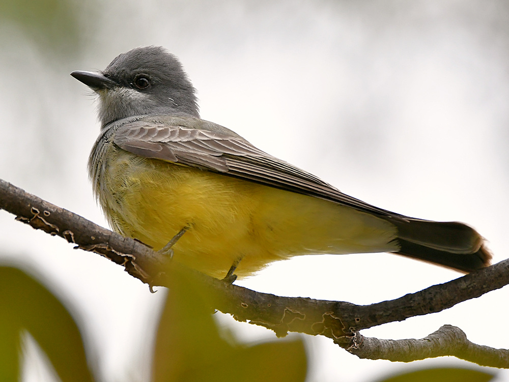 Kingbird6.jpg