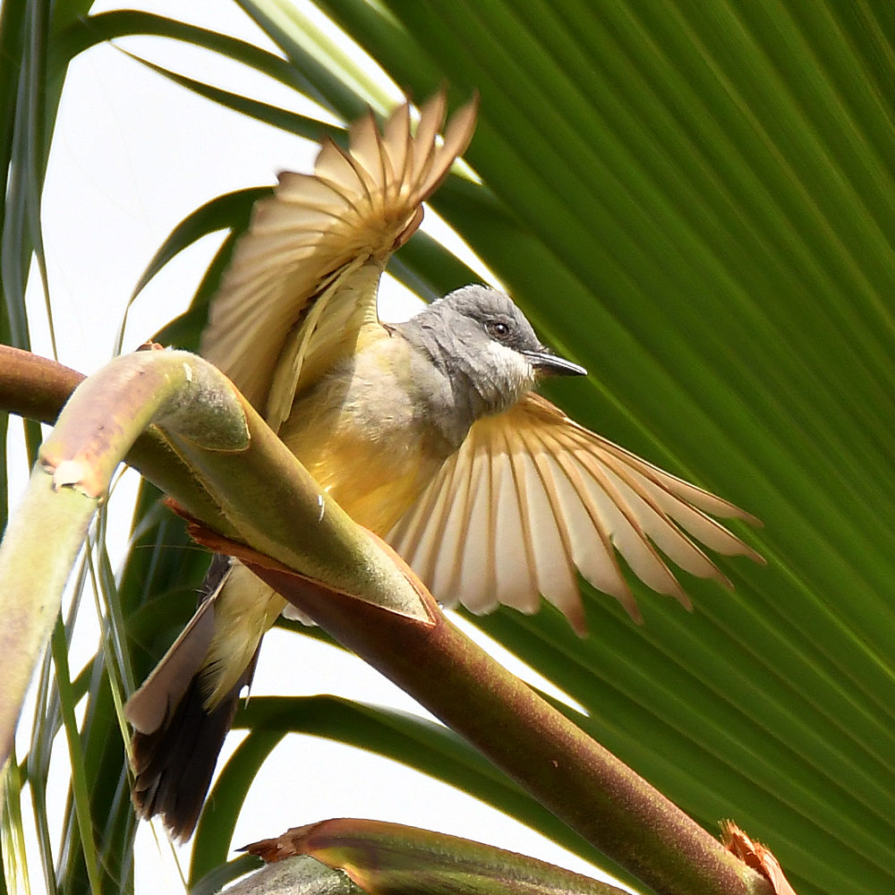 Kingbird6.jpg