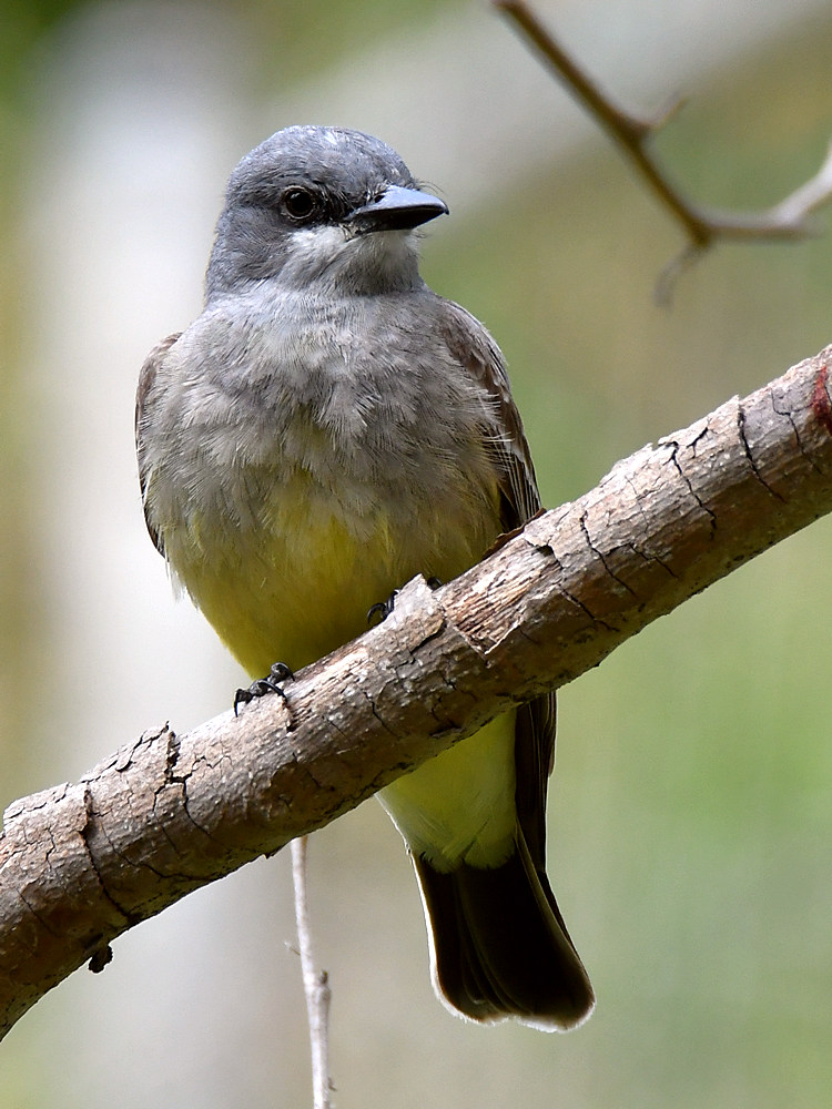 Kingbird6.jpg