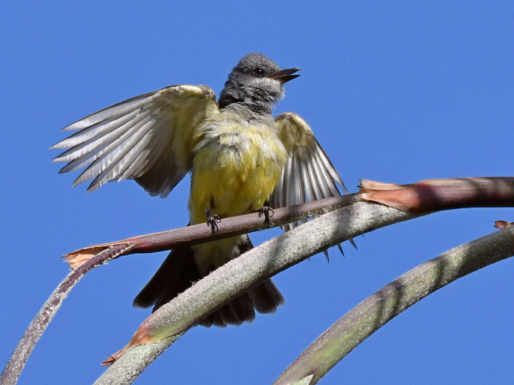Kingbird6.jpg