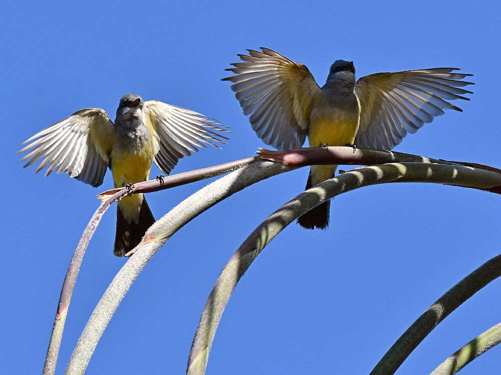 Kingbird6.jpg
