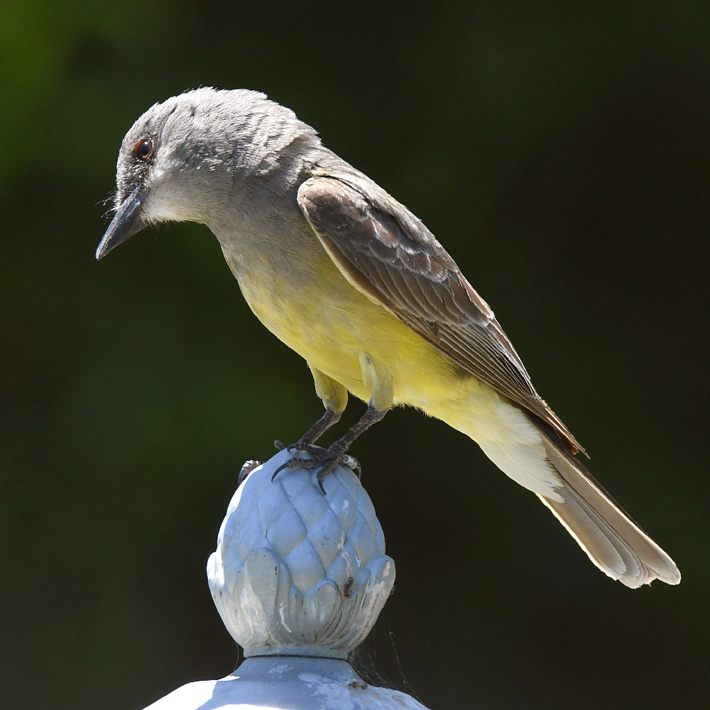 Kingbird6.jpg
