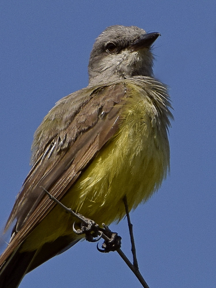 Kingbird6.jpg