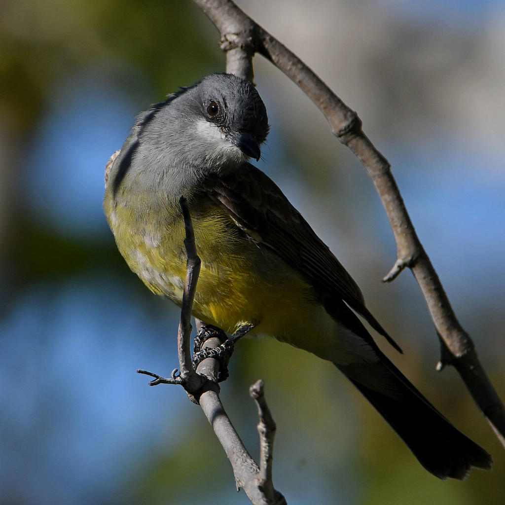 Kingbird6.jpg