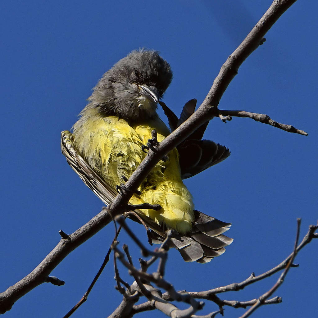 Kingbird6.jpg