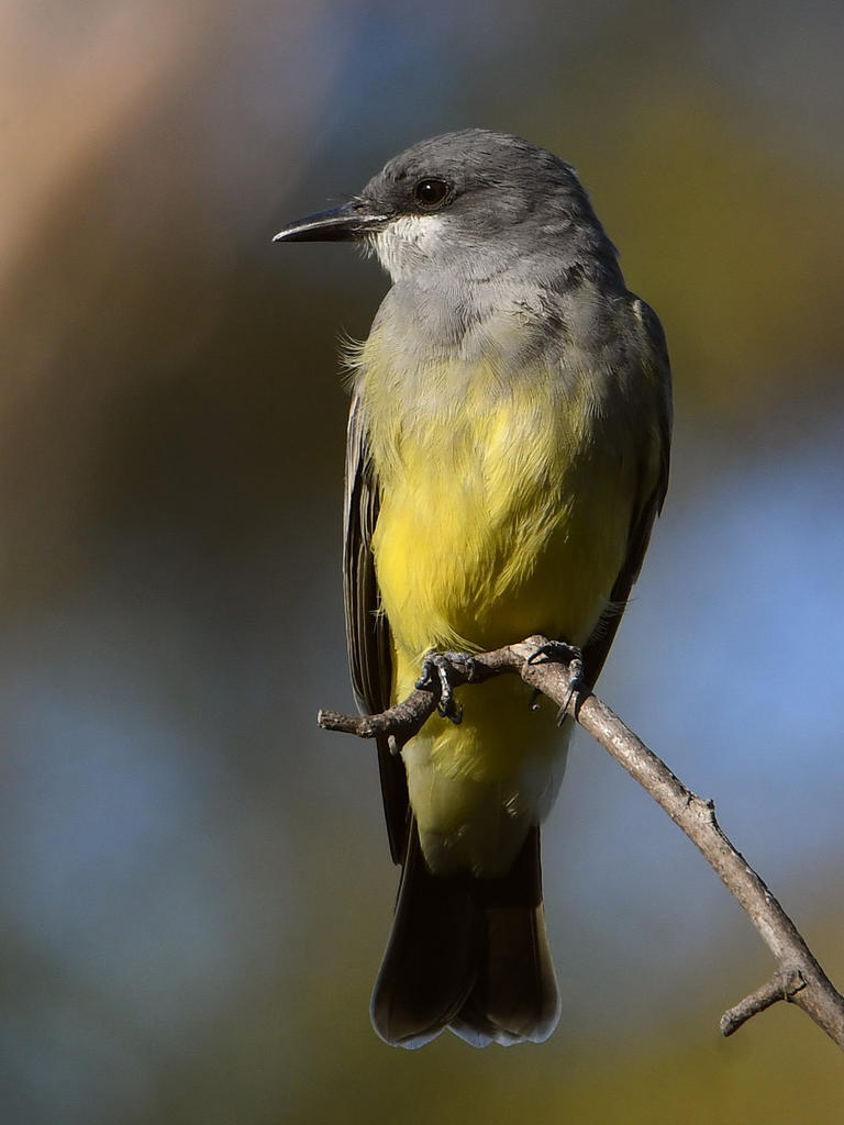 Kingbird6.jpg