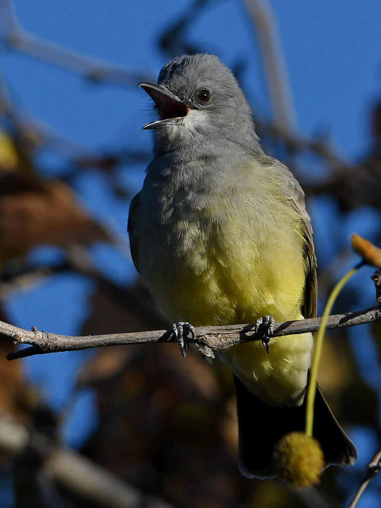 Kingbird6.jpg