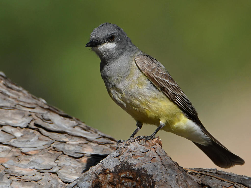 Kingbird6.jpg