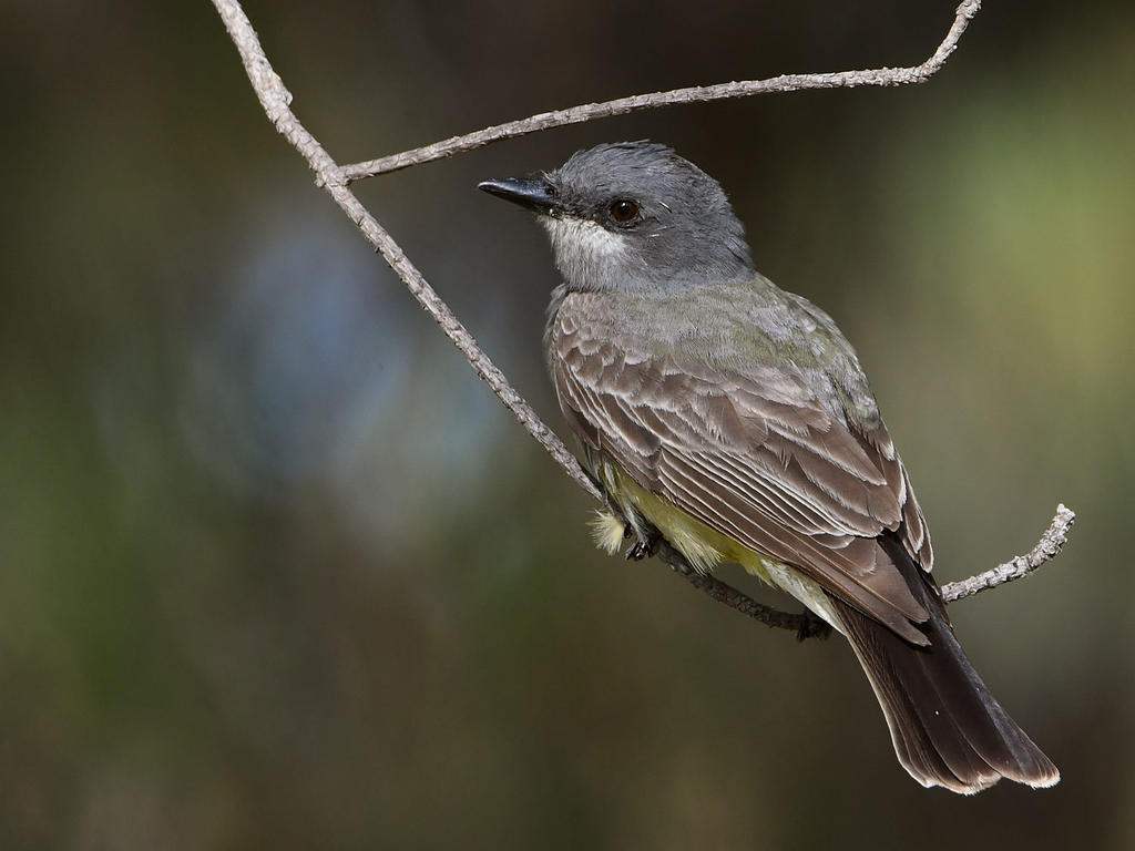 Kingbird6.jpg