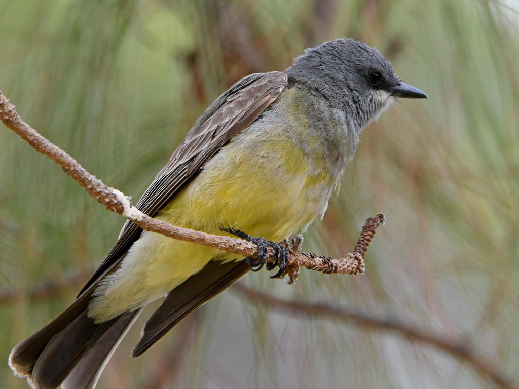 Kingbird6.jpg