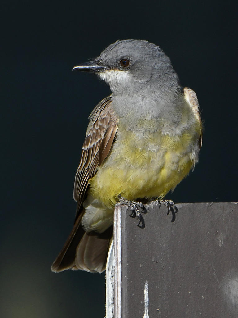 Kingbird6.jpg
